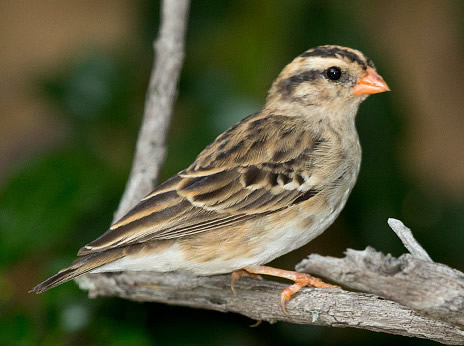 Village Indigobird female